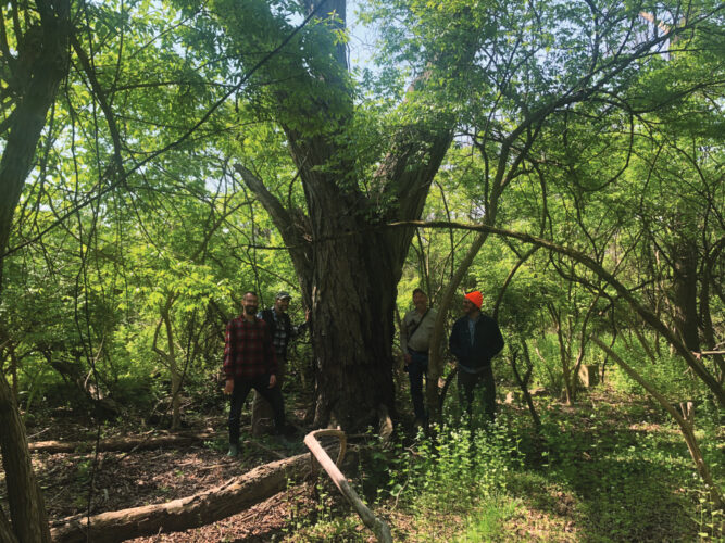 Early Food Forest Permaculture Designs